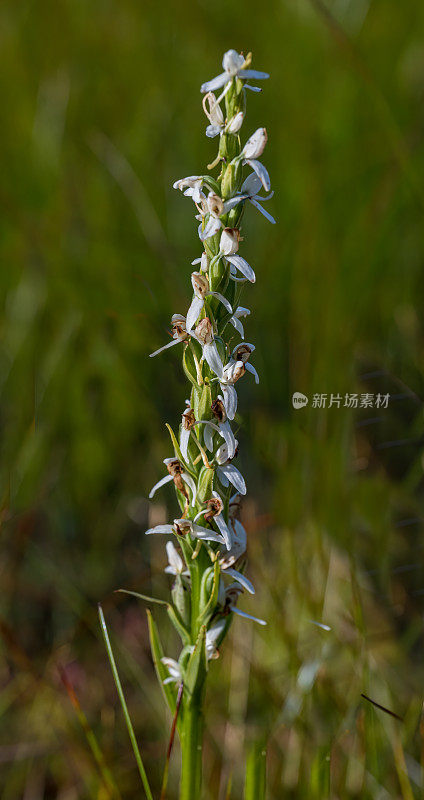 高原兰(Platanthera dilatata)，又名高大的白色沼泽兰、沼泽蜡烛兰或北方沼泽兰，是兰科兰花的一种。威廉王子湾;阿拉斯加;楚加奇国家森林;中心山脉;内莉·娟学院峡湾荒野研究